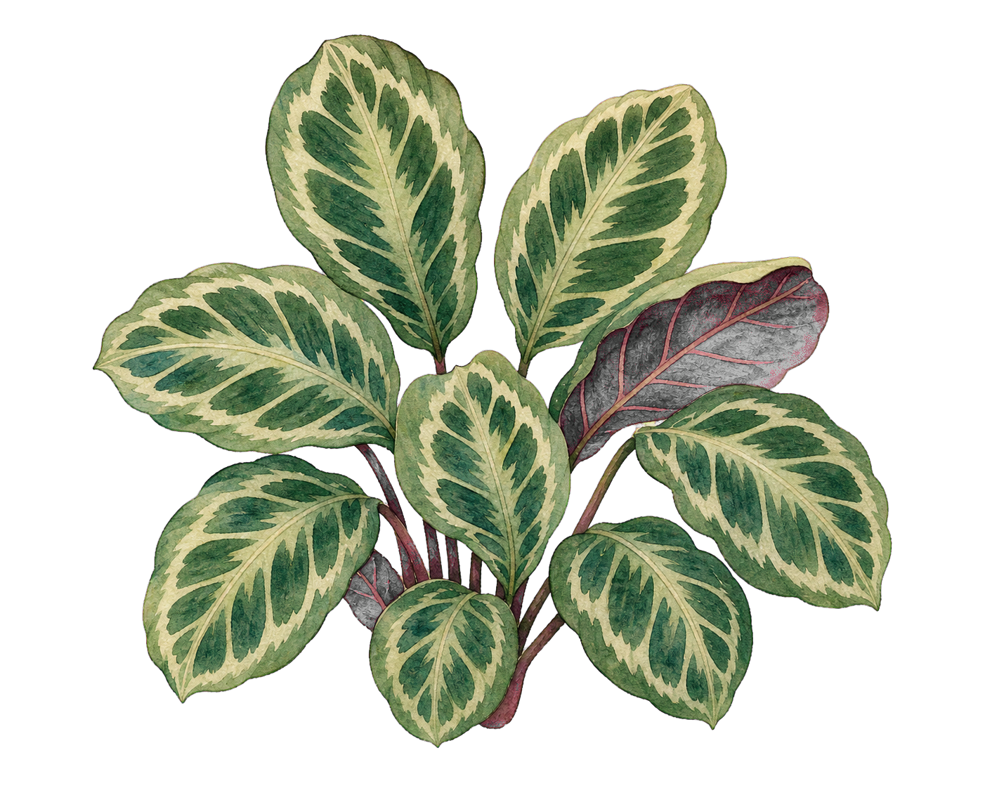 Calathea