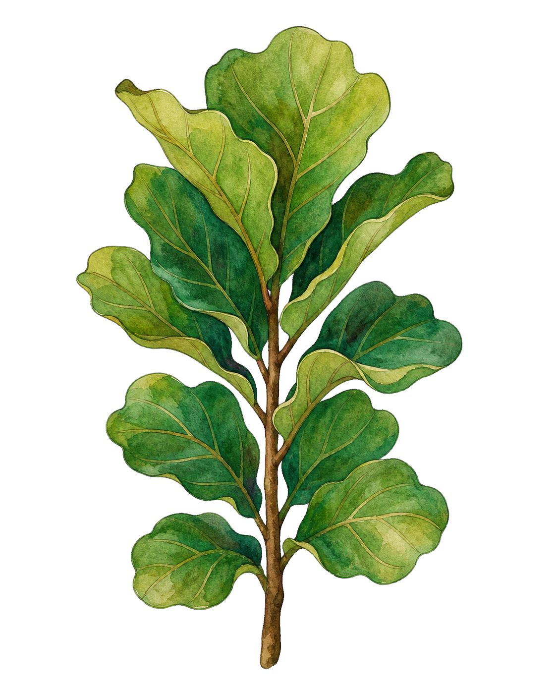Fiddle leaf