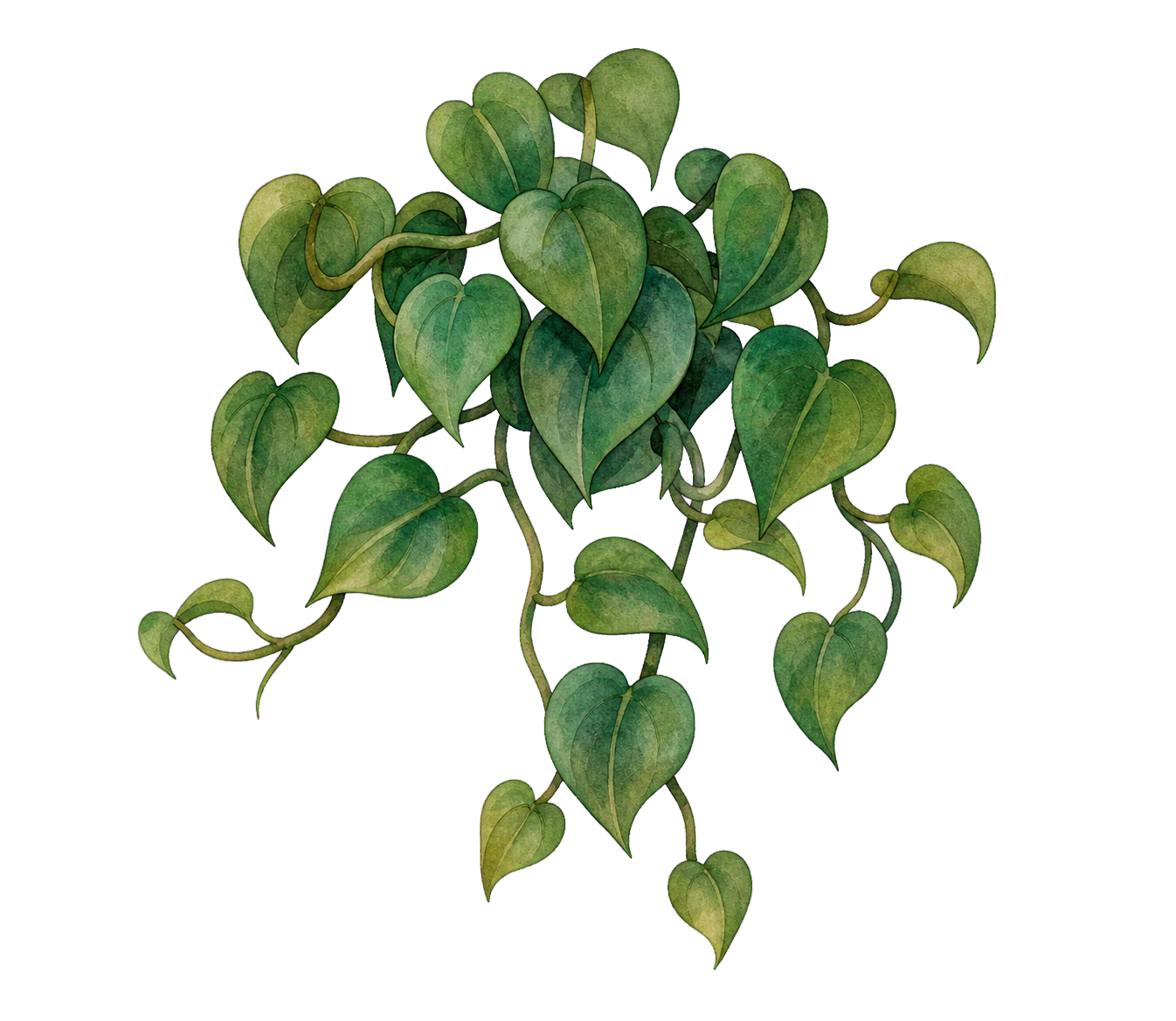 Philodendron