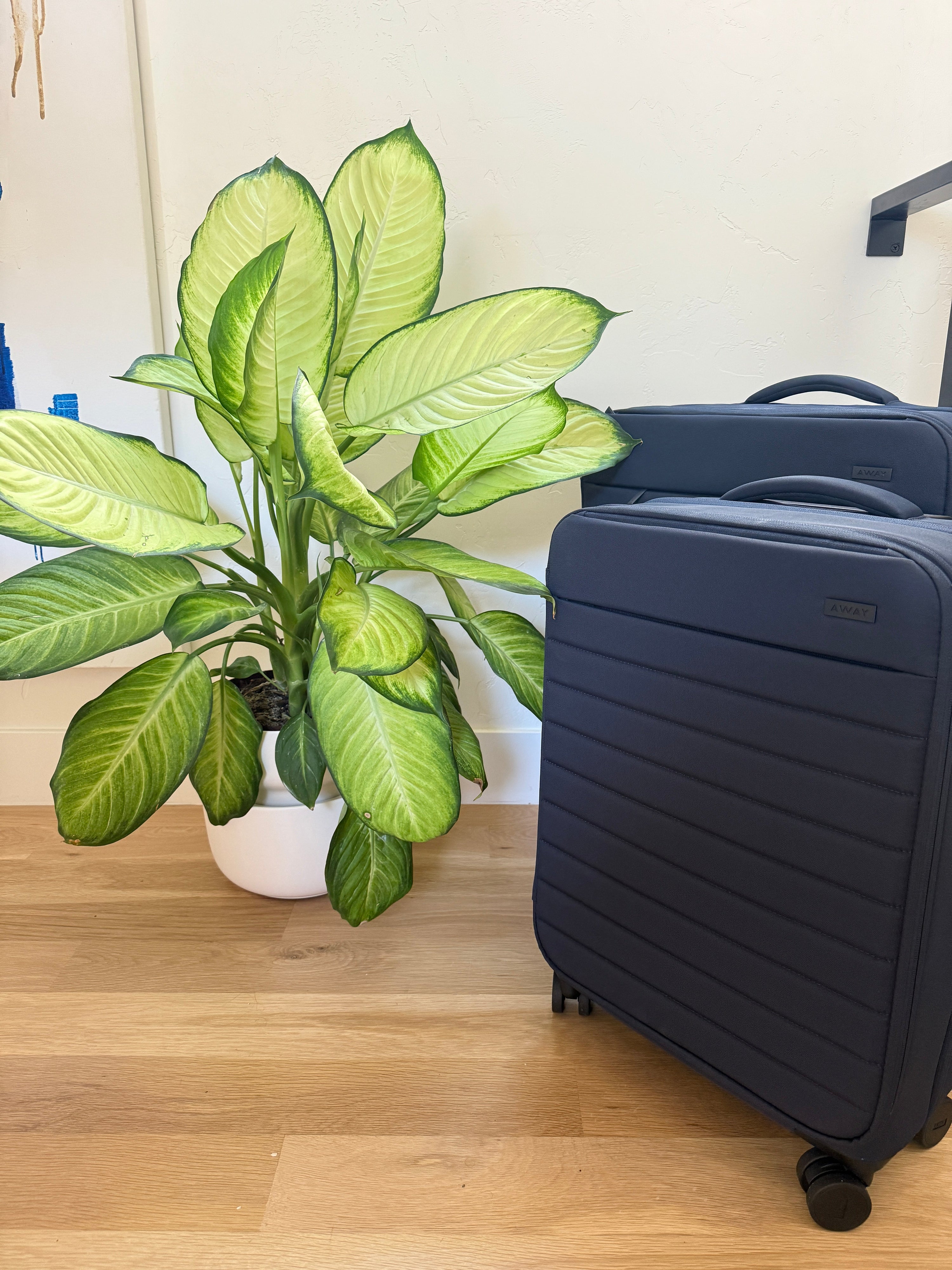 Thriving Houseplants While Away