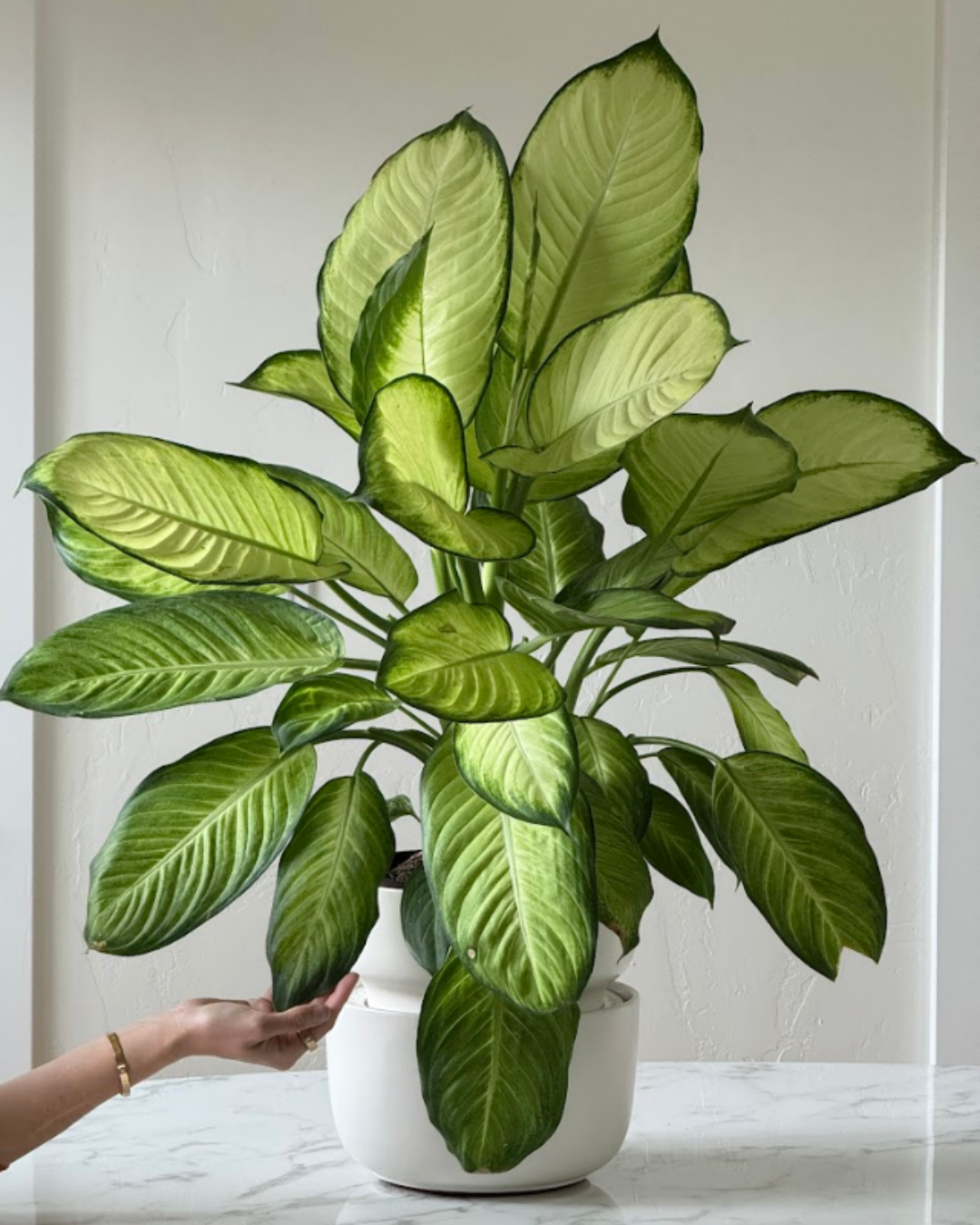 From Aspiring to Thriving: Plant Parenthood Made Easy for Everyone