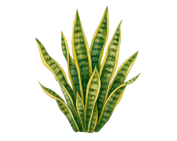 Snake plant