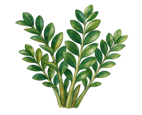 ZZ plant