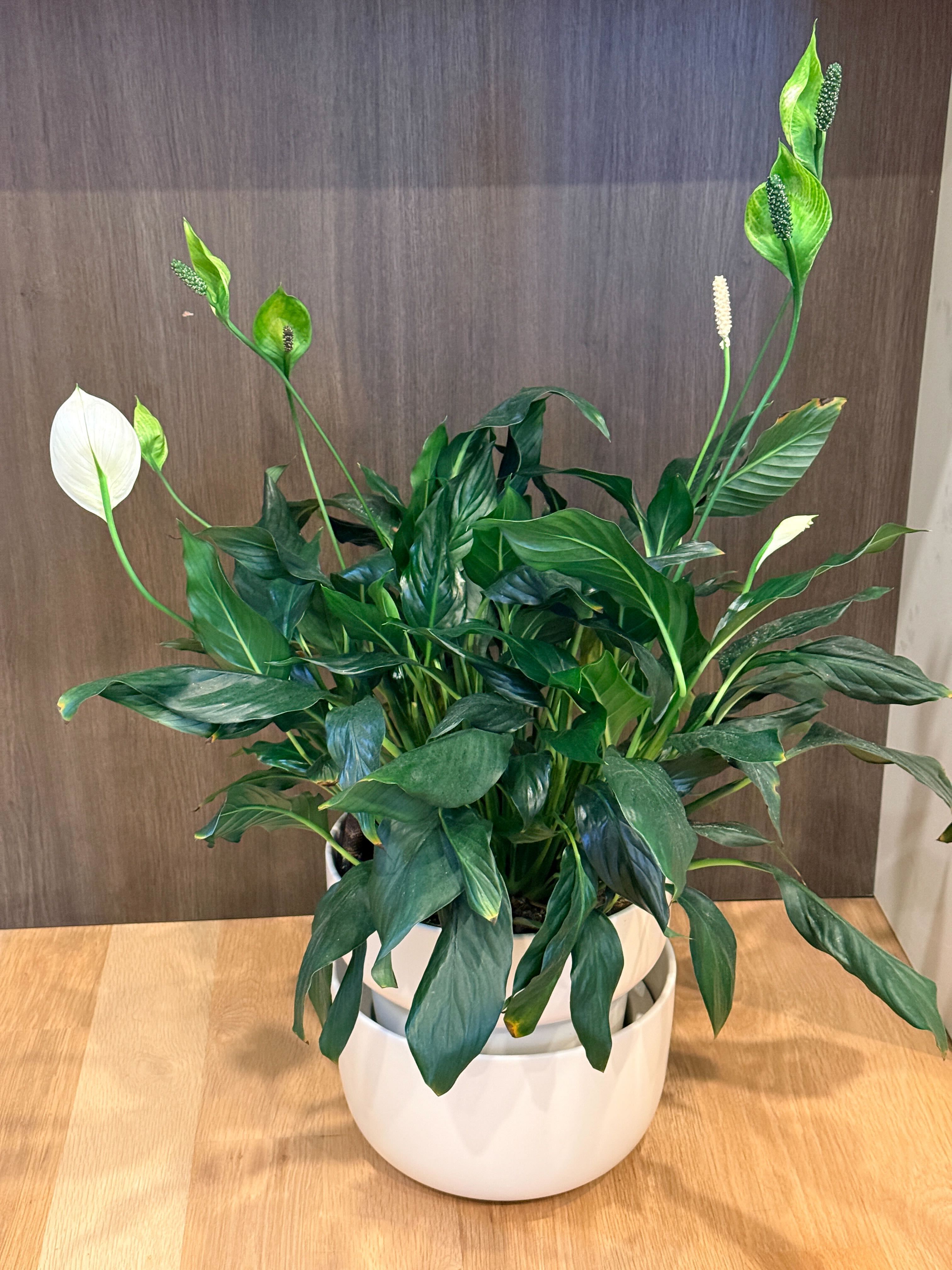 Peace lily thriving with multiple blooms in a Tendril white planter