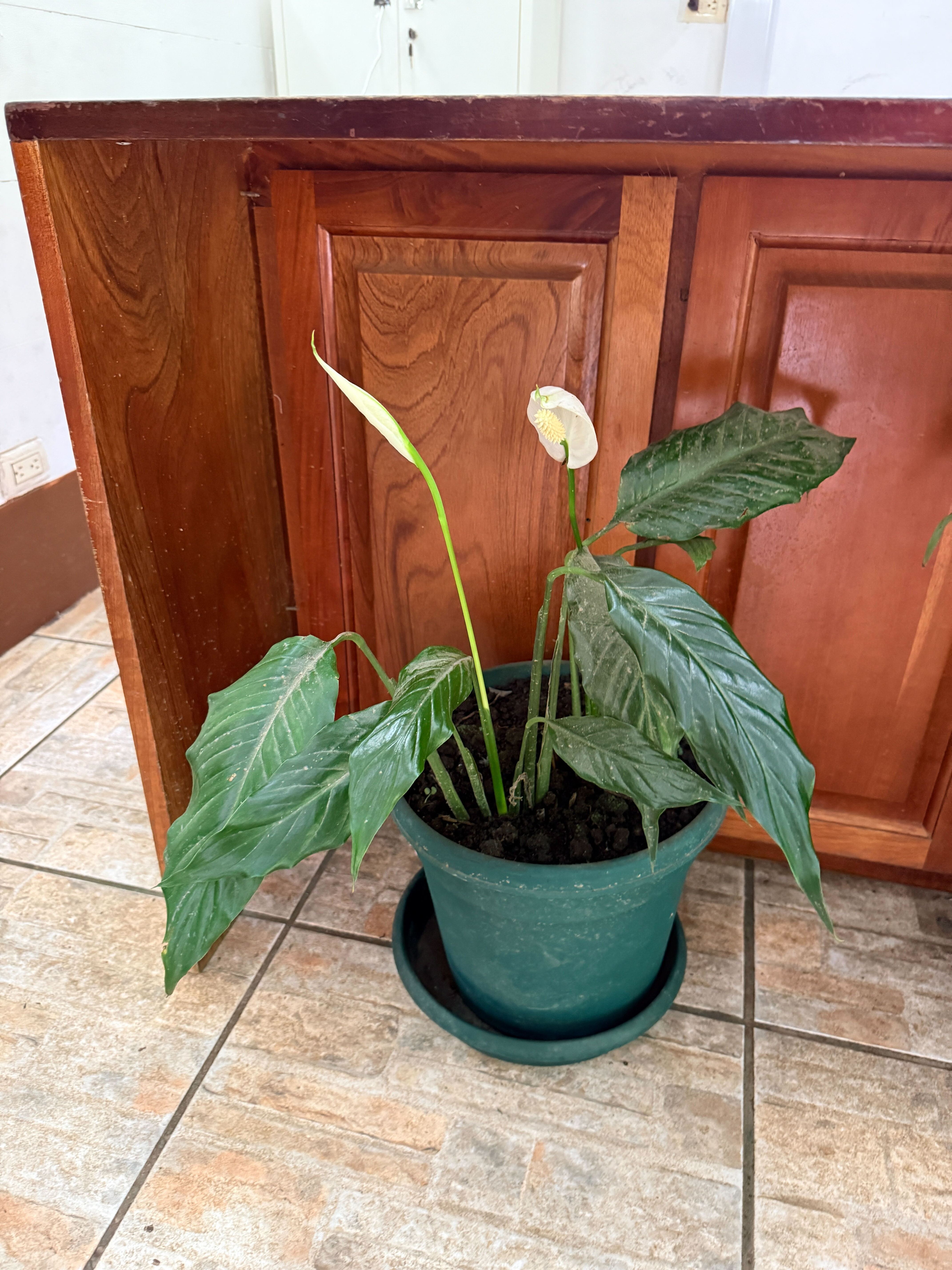 Peace lily wilting in a generic green plastic nursery pot
