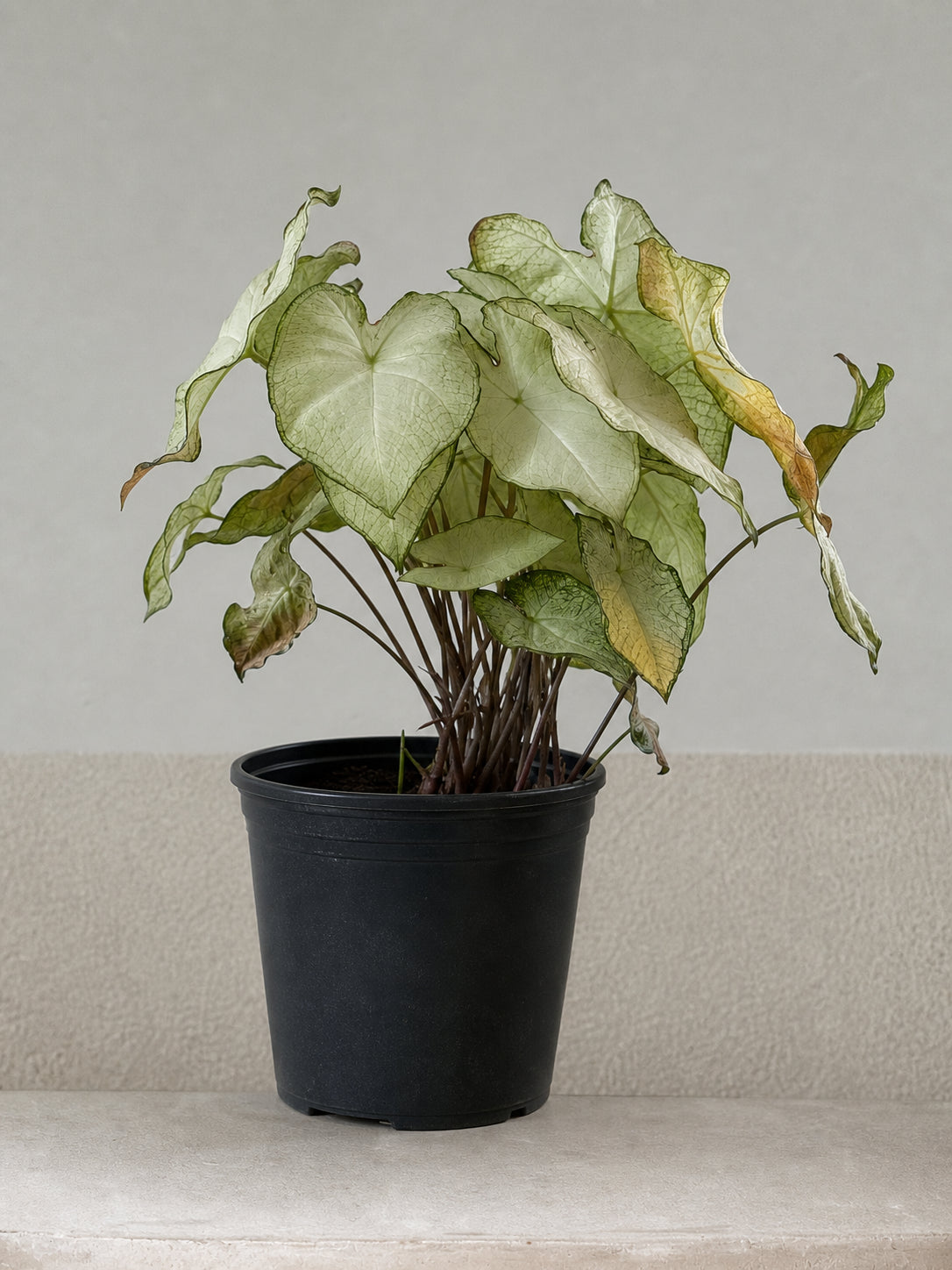 A caladium in a generic black plastic nursery pot