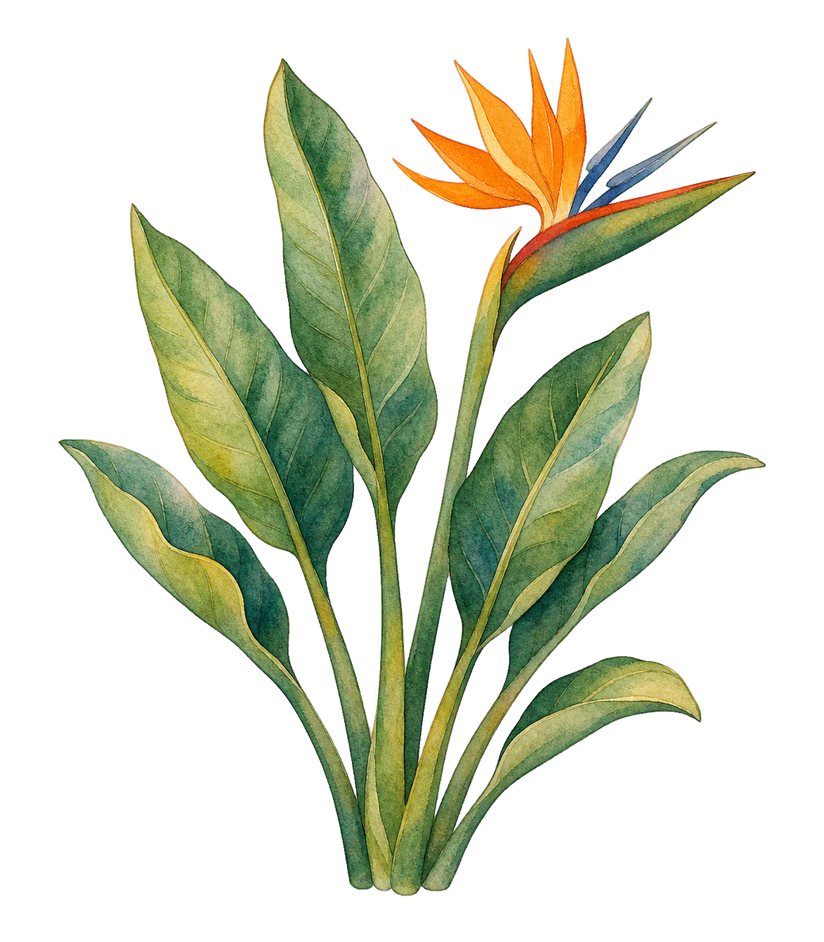 Bird of paradise