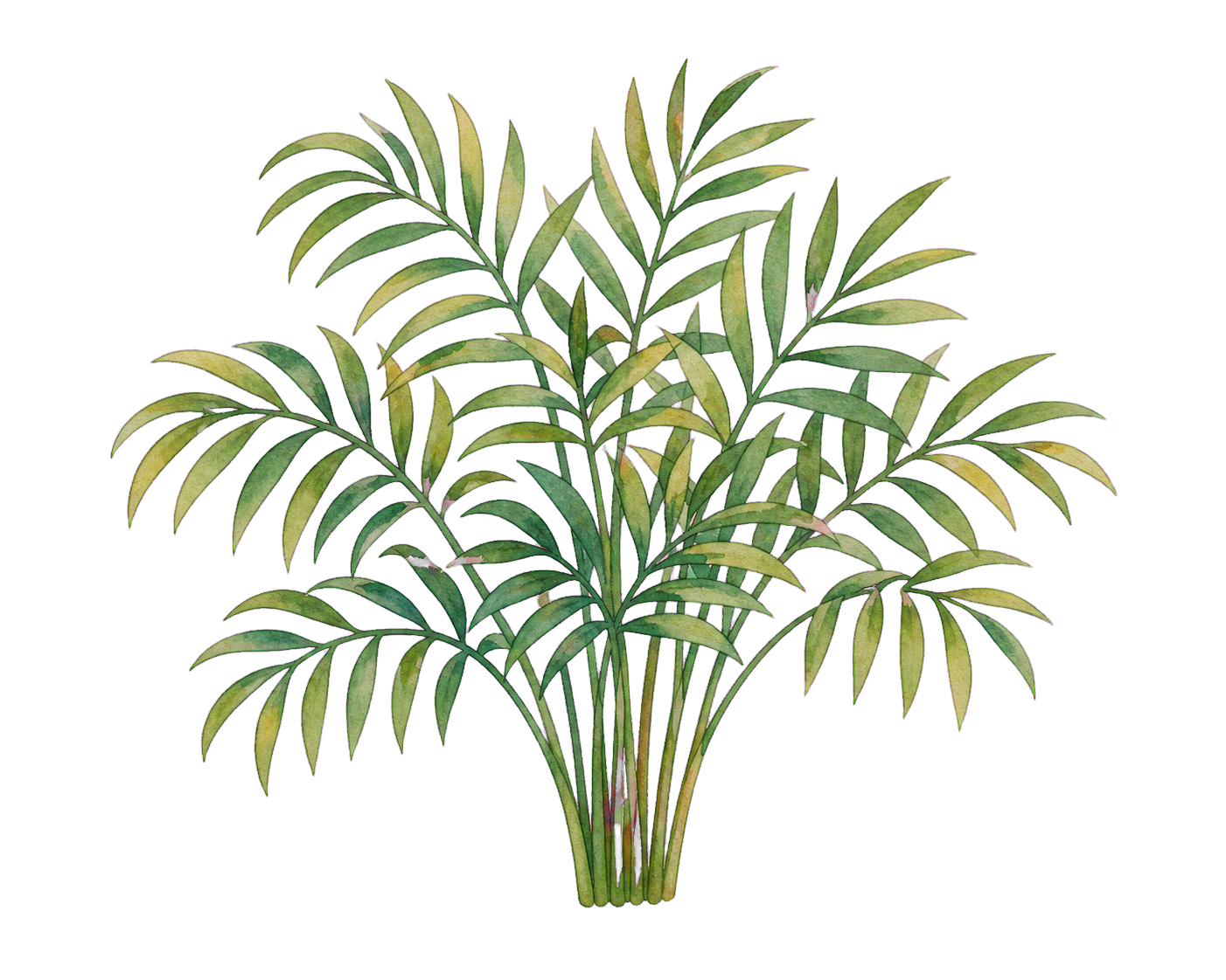 Parlor palm