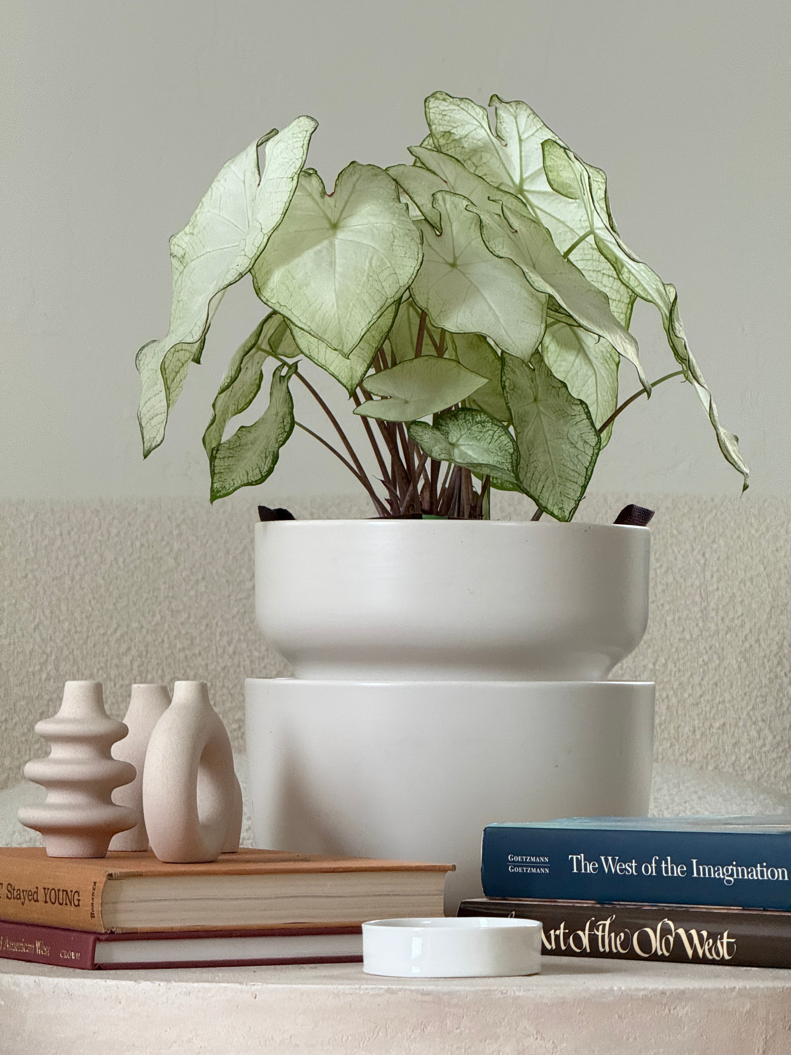 A Tendril planter with a thriving caladium, styled with books and ceramics
