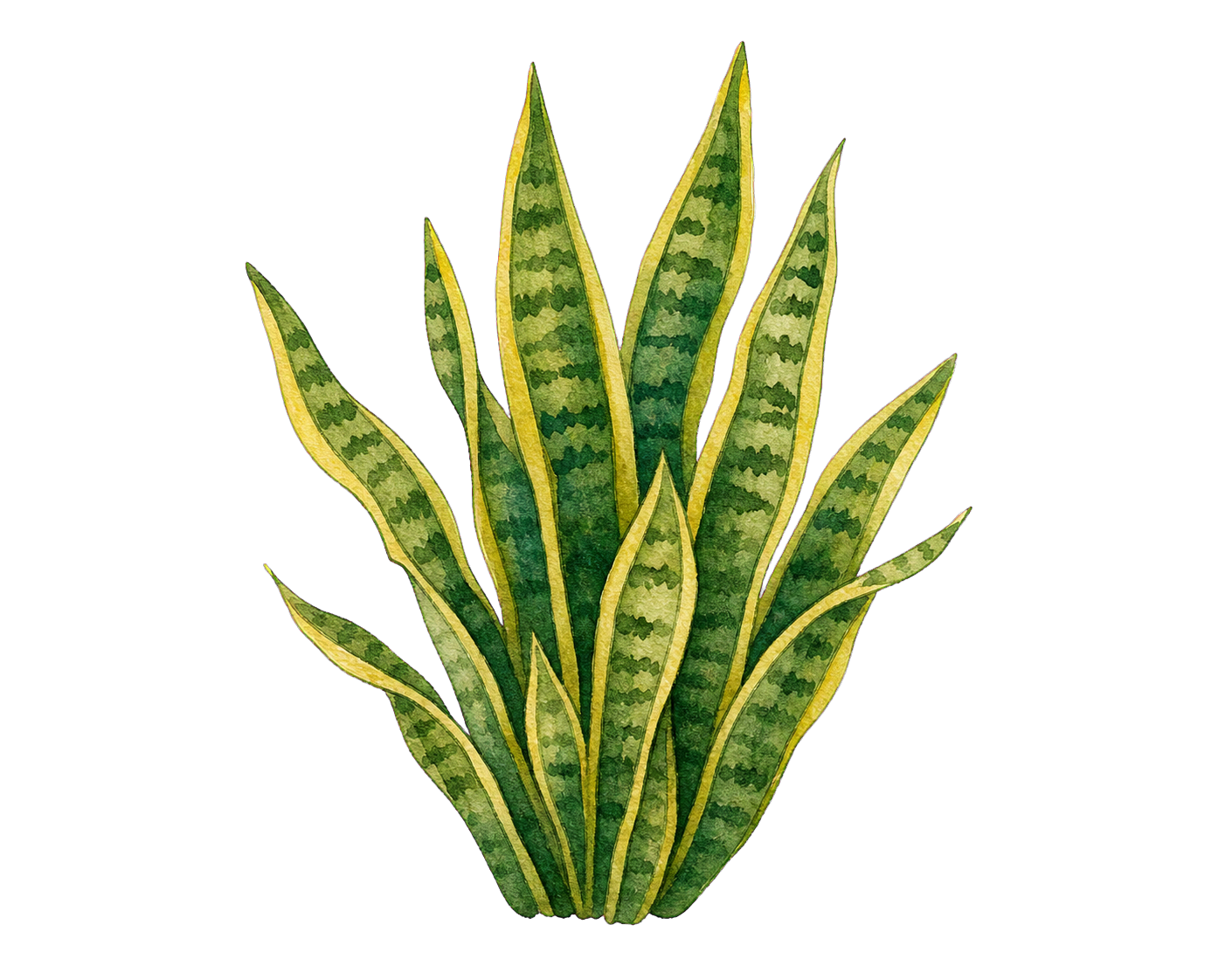 Snake plant